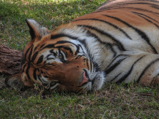 Tiger lying on the grass enjoying the shade that nature provides