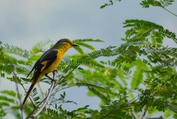 Bird sitting on a branch