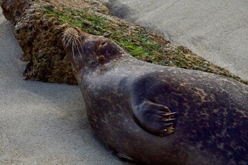 sea lion on the beach