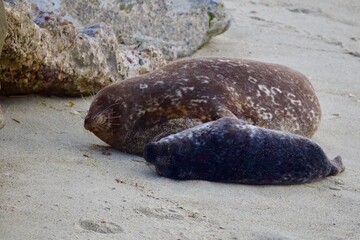 seal on the beach