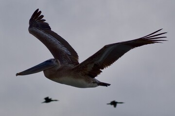pelican in flight