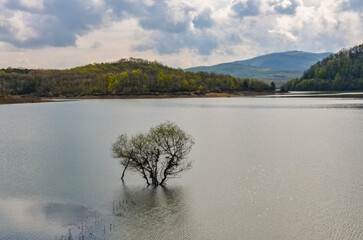lone tree in water of Gökçe Reservoir near Termal (Yalova, Turkey) 