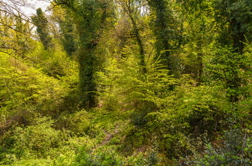 Obraz premium green trees in spring forest near Termal (Yalova, Turkey)
