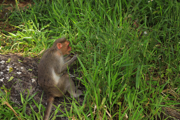 A Cute monkey in the forest , Nelliyampathy