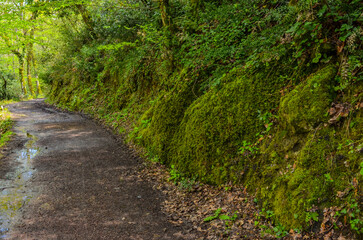 Obraz premium trail in green spring forest near Termal (Yalova, Turkey)