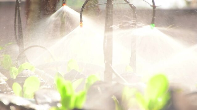 Watering organic vegetables with a sprinkle
