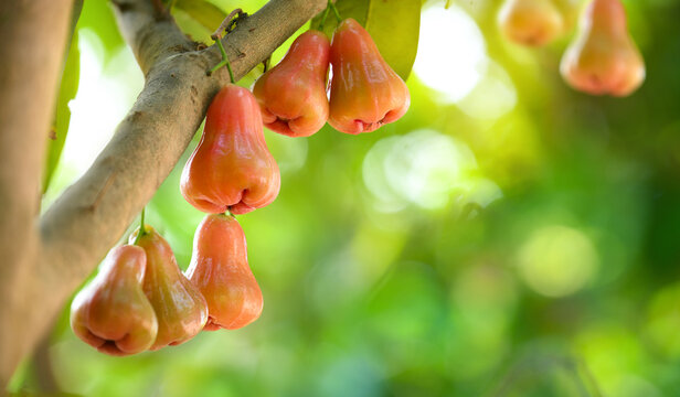 Red rose apple fruits on tree.