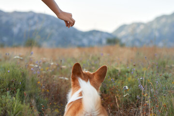 The scene captures a serene moment between human and dog, amidst the allure of nature expanse
