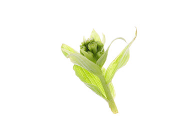 young butterbur sprout on a white background