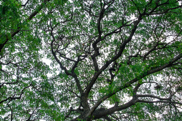 Mixed forest, green deciduous trees The rich natural ecosystem of the rainforest concept is about conservation and natural reforestation.	

