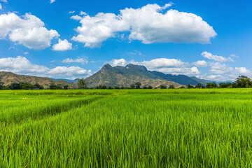Fototapeta premium The rice fields are full, waiting to be harveste under blue sky. Farm, Agriculture concept.