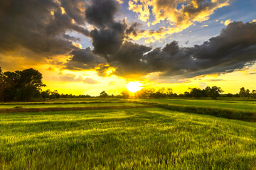 The rice fields are full, waiting to be harveste at countryside with sunset. Farm, Agriculture...