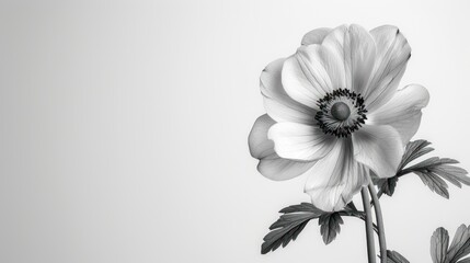  a black and white photo of a flower on a white background with a black and white photo of a flower on a white background with a black and white background.