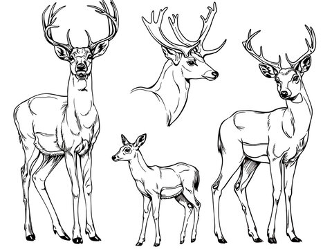 Deer, Bambi style high definition illustration,
drawing style
