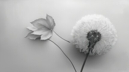  a black and white photo of a dandelion and a leaf on a gray background with a black and white photo of a dandelion in the foreground.