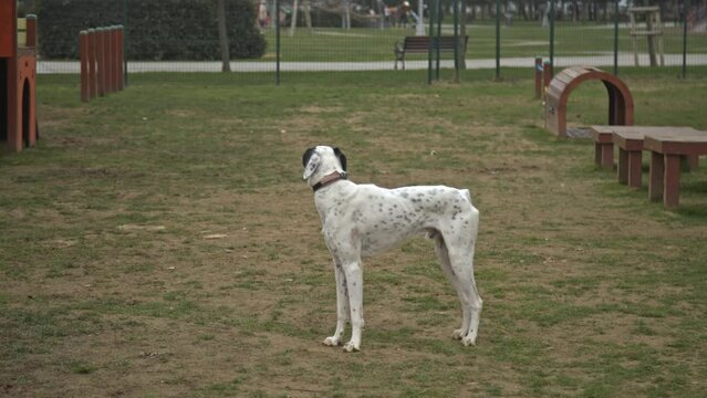 dogs playing and running in the dog park