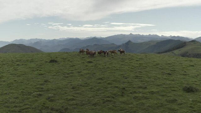 Wild brown horses with blond mane grazing in verdant fields of Col Inharpu with mountain landscape in background, Basque Pyrenees, France. Aerial drone at low altitude and copyspace