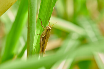 Close-up view of grasshopper on leaves