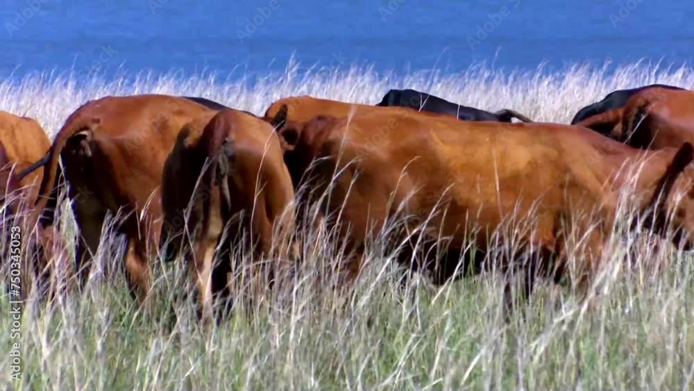 Poster angus cattle, renowned for efficiency in converting feed into high-quality beef
