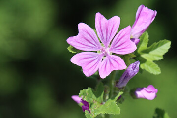 The opened flower of the forest mallow plant.