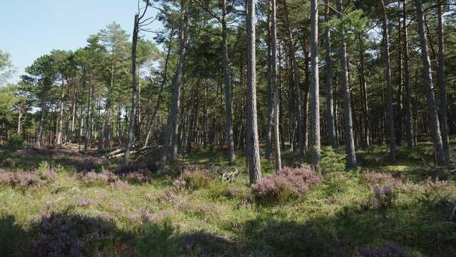 The camera pans left, revealing a pine forest in Stilo, Poland, bathed in the golden hues of sunlight filtering through the dense canopy