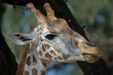 A portrait of a giraffe