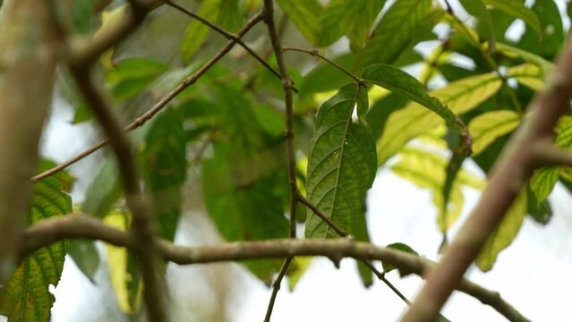 Epaulet oriole known as Moriche oriole with golden hood and rump, perched on tree branch, wondering around the surroundings, spread its wings and fly away, close up shot.