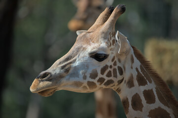 A portrait of a giraffe