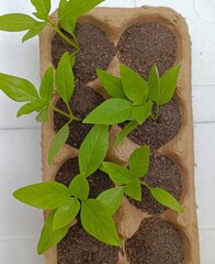 Plant growing in a tray of eggs DIY for planting vegetable plant reuse and recycle concepts.