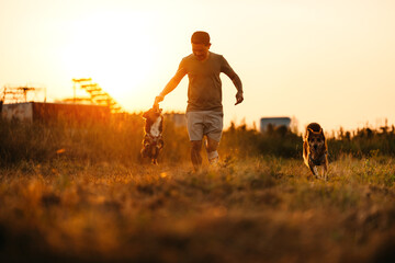 dog happy jumping and grabs dog treats on his owner's hand during sunset. Pet and family concept. - obrazy, fototapety, plakaty