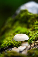 Beech-ringed mucilage (Mucidula mucida, Oudemansiella mucida), a species of fungus in the family Physalacriaceae