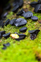 Black mushroom Common Dirt Cup (Bulgaria inquinans) on green moss