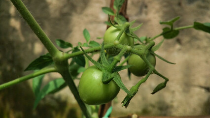 Unripe green tomatoes are not ready to harvest
