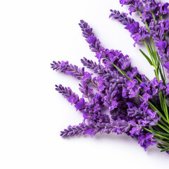 A bouquet of purple flowers with a white background