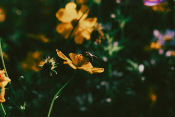 The garden has many types of Sulfur cosmo.The beautiful of Sulfur Cosmos or Yellow Cosmos and green...