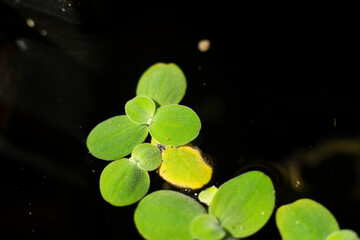 .Lemna minor is also known as duckweed. Lemna minor is a small aquatic plant that floats on the...