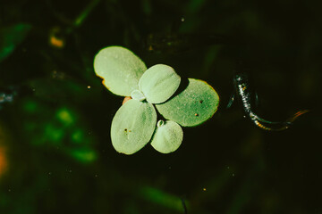 .Lemna minor is also known as duckweed. Lemna minor is a small aquatic plant that floats on the...