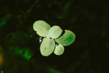 .Lemna minor is also known as duckweed. Lemna minor is a small aquatic plant that floats on the...
