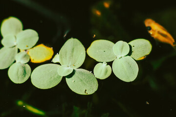 .Lemna minor is also known as duckweed. Lemna minor is a small aquatic plant that floats on the...