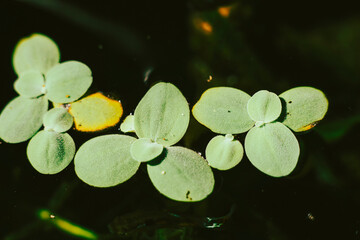 .Lemna minor is also known as duckweed. Lemna minor is a small aquatic plant that floats on the...