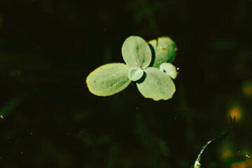 .Lemna minor is also known as duckweed. Lemna minor is a small aquatic plant that floats on the...