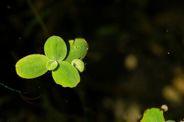 .Lemna minor is also known as duckweed. Lemna minor is a small aquatic plant that floats on the...