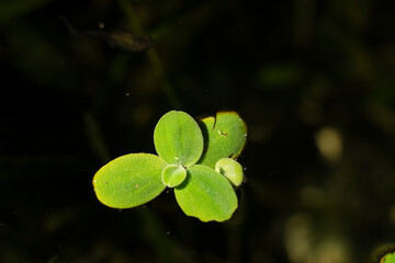 .Lemna minor is also known as duckweed. Lemna minor is a small aquatic plant that floats on the...