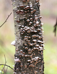 Mushrooms grow on a tree trunk in the forest
