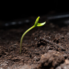 A tomato comes from a seed in the ground in the spring. Macro