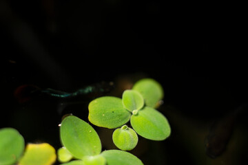 .Lemna minor is also known as duckweed. Lemna minor is a small aquatic plant that floats on the...