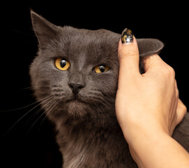 Hand caressing a cat isolated on a black background