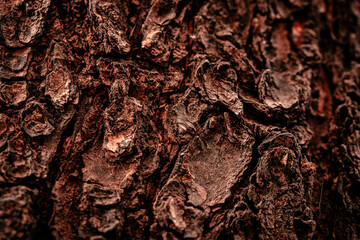 texture of a bark