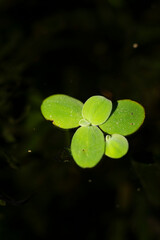 .Lemna minor is also known as duckweed. Lemna minor is a small aquatic plant that floats on the...