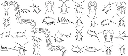 Obraz premium Cockroach line illustration